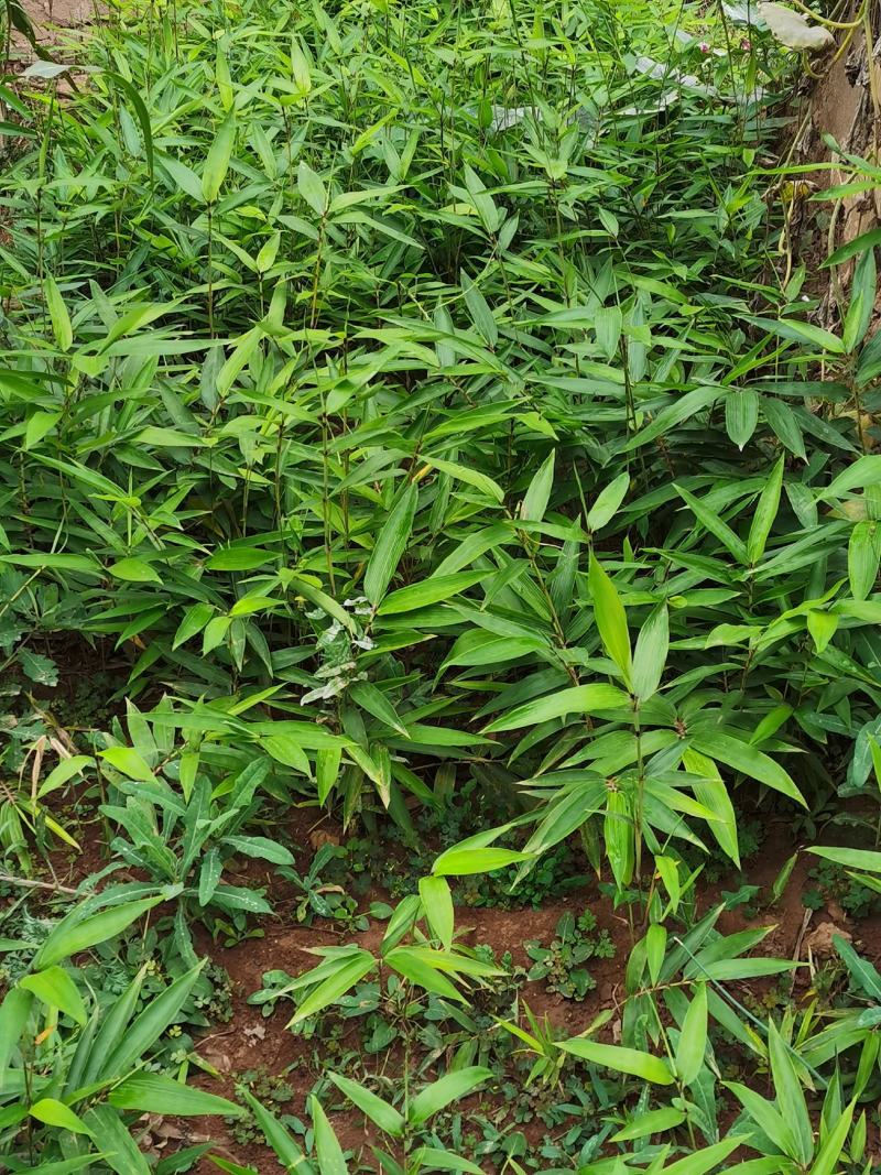 毛竹苗：北方驯化三年毛竹苗；大型毛竹