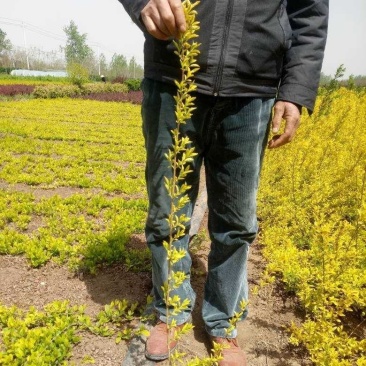 金叶假连翘优质工程苗批发小苗基地供应中