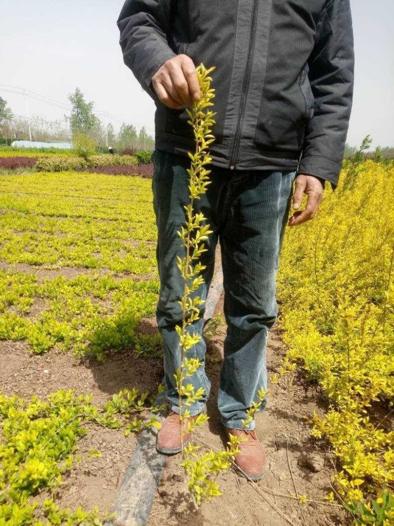 金叶假连翘优质工程苗批发小苗基地供应中