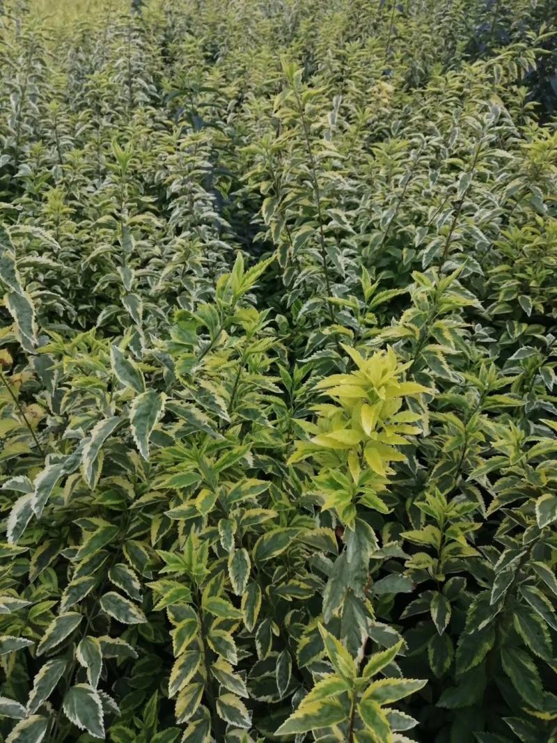 金叶假连翘优质工程苗批发小苗基地供应中
