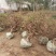 金银花盆景5公分至10公分以上