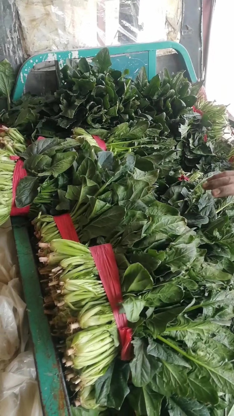 热销推荐，实力供货优质菠菜，泡沫箱精品菠菜