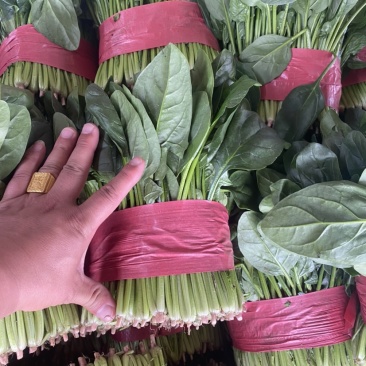 热销推荐，实力供货优质菠菜，泡沫箱精品菠菜