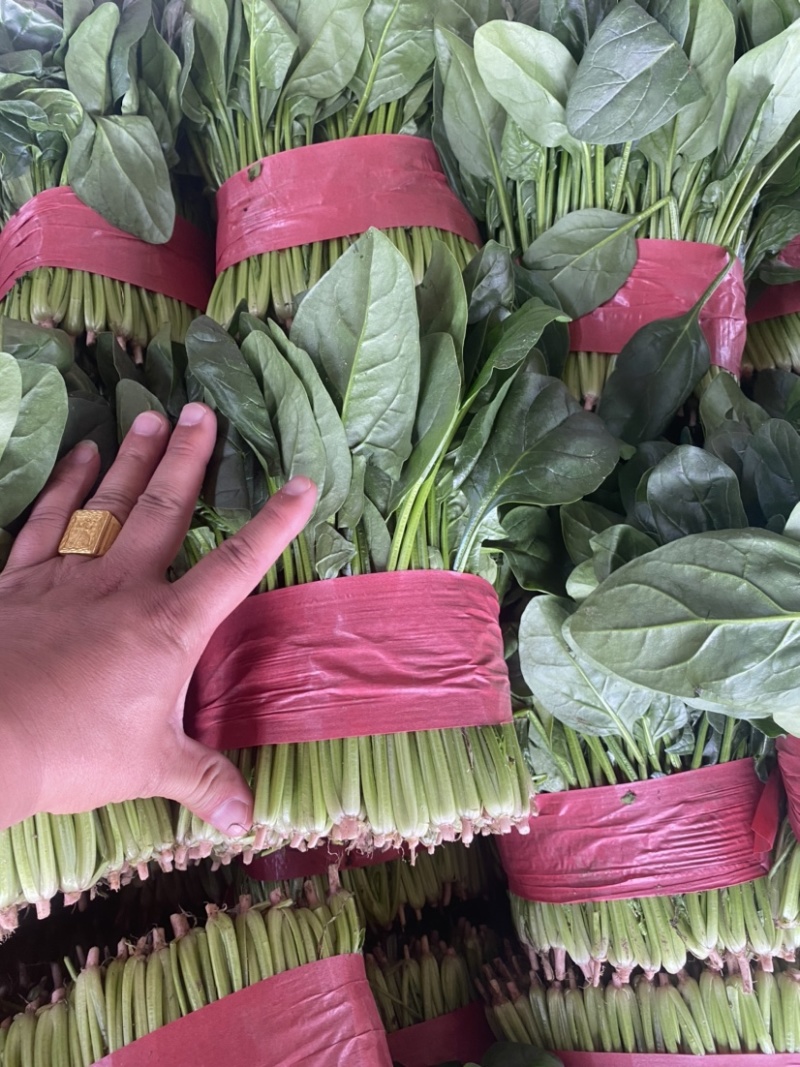热销推荐，实力供货优质菠菜，泡沫箱精品菠菜