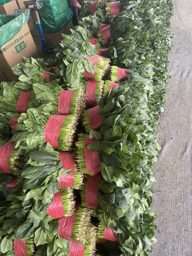 热销推荐，实力供货优质菠菜，泡沫箱精品菠菜
