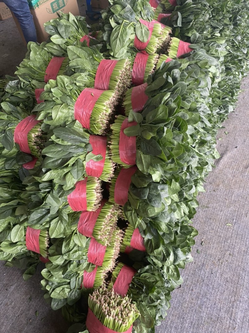 热销推荐，实力供货优质菠菜，泡沫箱精品菠菜