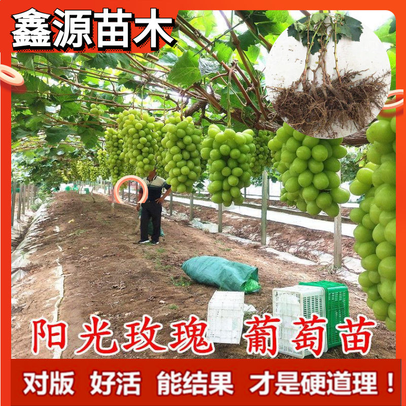 优选嫁接阳光玫瑰葡萄苗香印晴王葡萄树苗盆栽地栽当年结