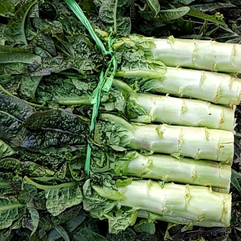 湖北宜昌当阳优质红尖叶香莴笋大量上市，无空心质量好。