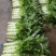 湖北宜昌当阳优质红尖叶香莴笋大量上市，无空心质量好。