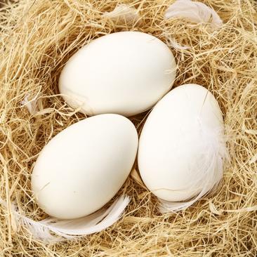 鹅蛋种蛋受精蛋高受精率可孵化大三花皖浦泰州