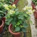 三角梅盆栽花苗浓香花卉阳台庭院四季开花不断