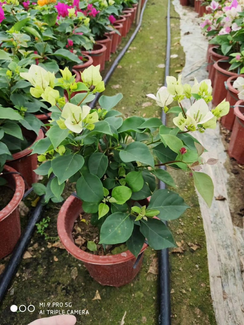 三角梅盆栽花苗浓香花卉阳台庭院四季开花不断