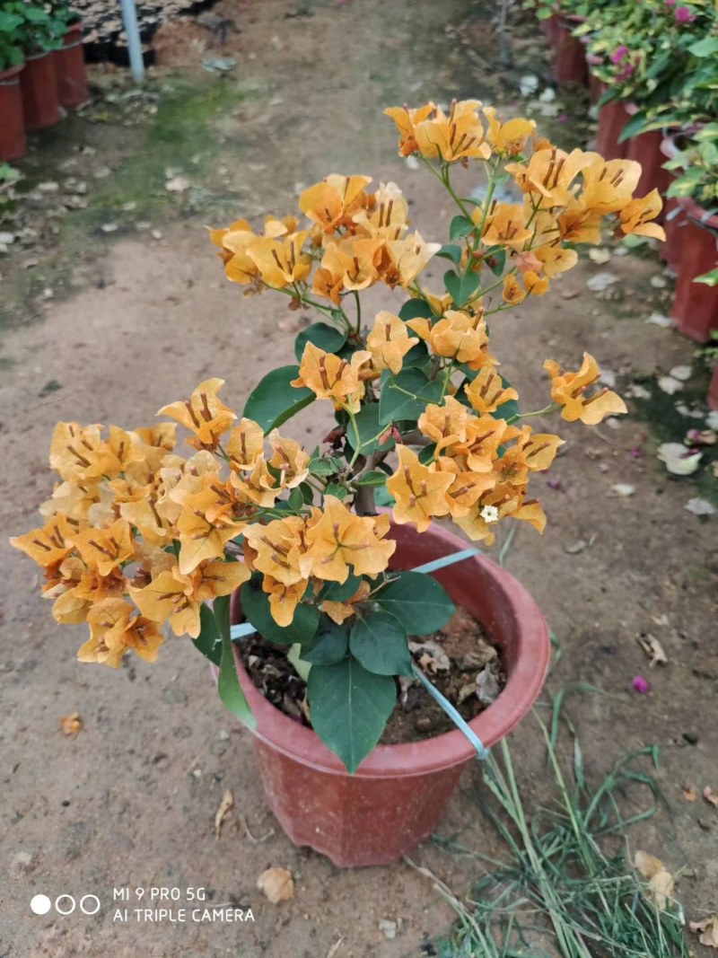 三角梅盆栽花苗浓香花卉阳台庭院四季开花不断