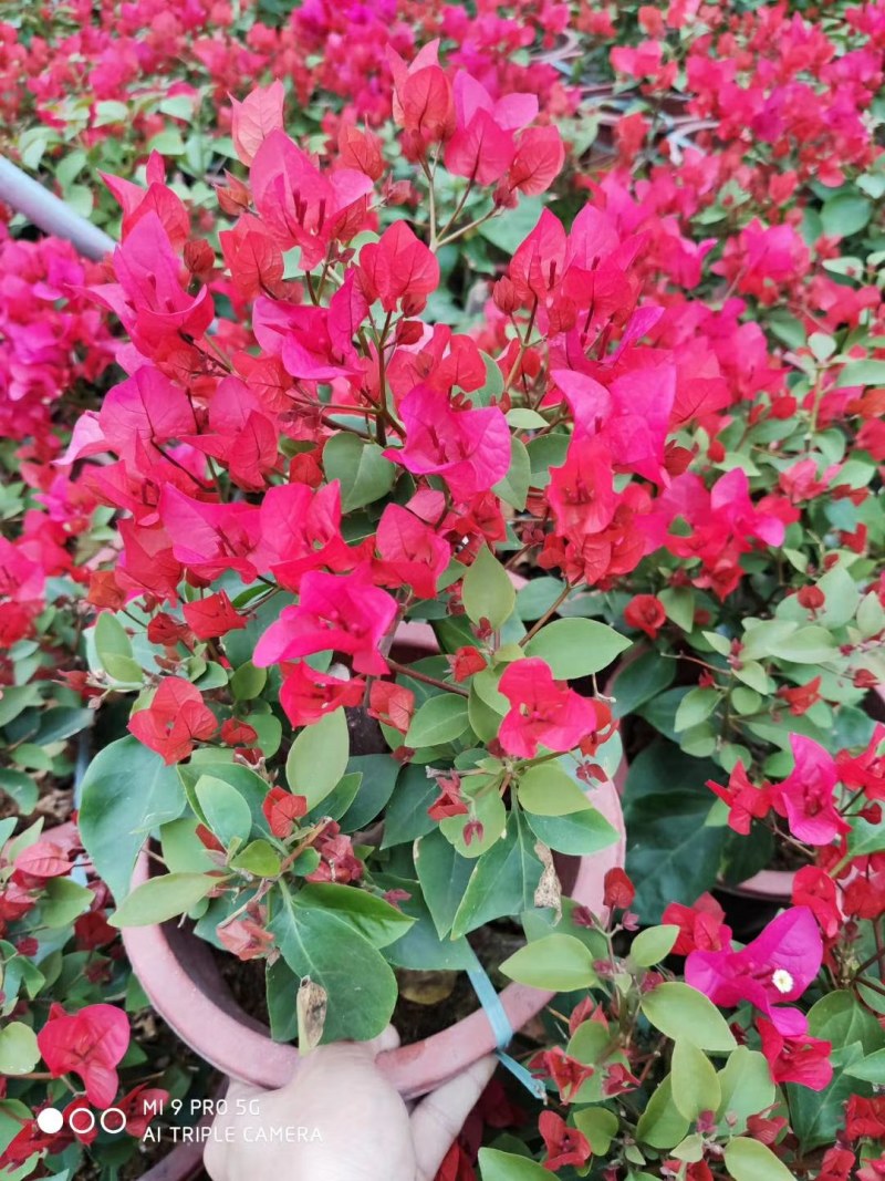 三角梅盆栽花苗浓香花卉阳台庭院四季开花不断