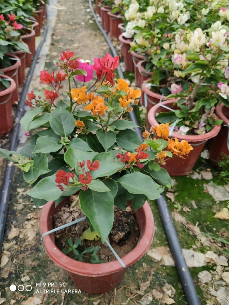 三角梅盆栽花苗浓香花卉阳台庭院四季开花不断