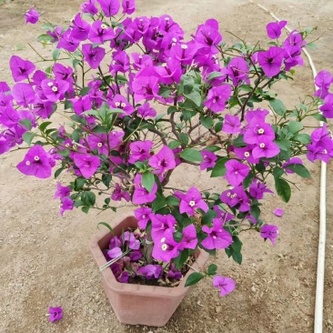 三角梅盆栽花苗浓香花卉阳台庭院四季开花不断