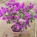 三角梅盆栽花苗浓香花卉阳台庭院四季开花不断