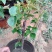 三角梅盆栽花苗浓香花卉阳台庭院四季开花不断
