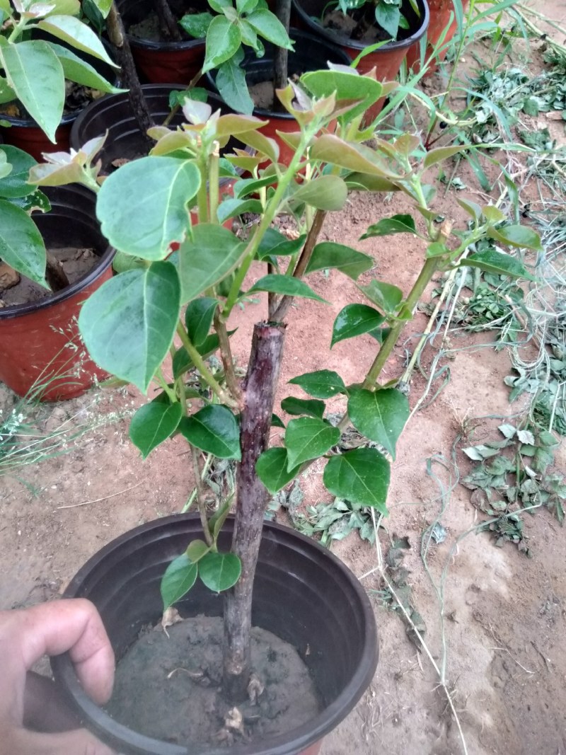 三角梅盆栽花苗浓香花卉阳台庭院四季开花不断