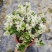 三角梅盆栽花苗浓香花卉阳台庭院四季开花不断
