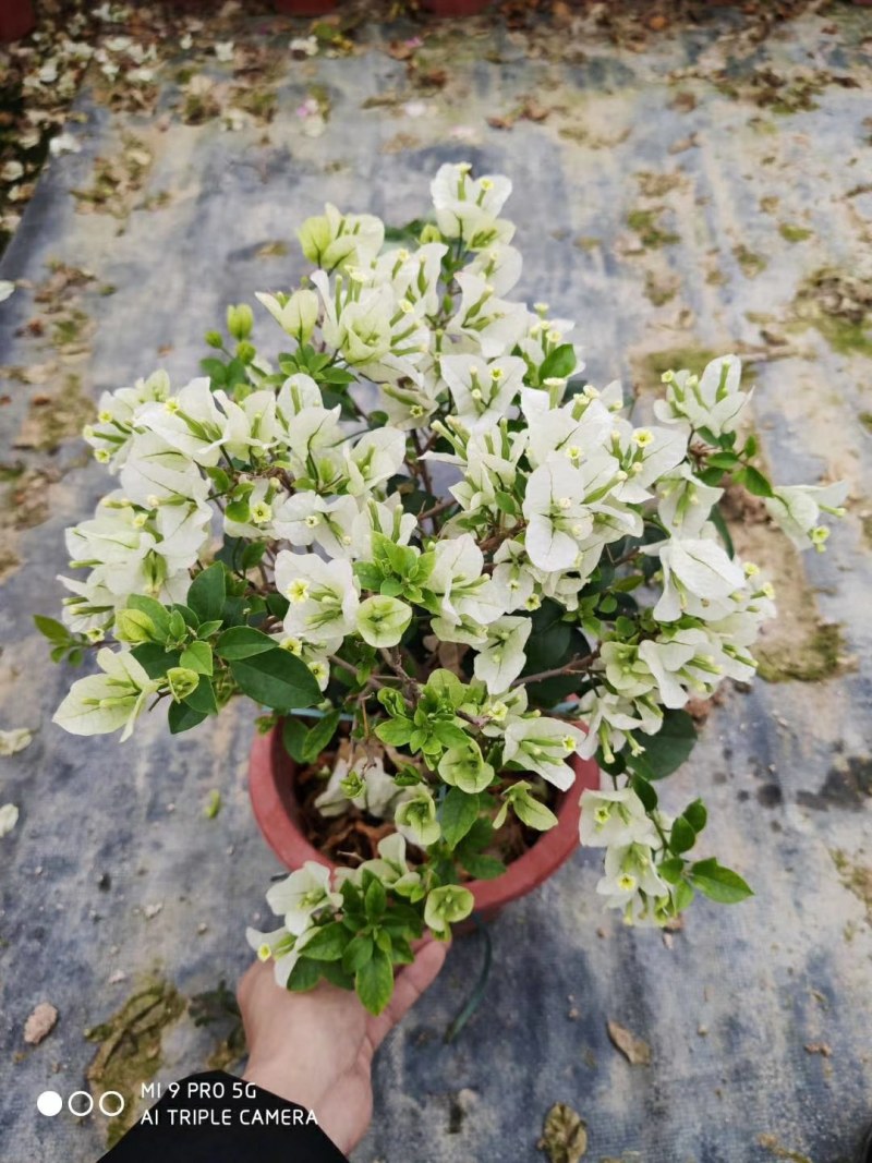 三角梅盆栽花苗浓香花卉阳台庭院四季开花不断