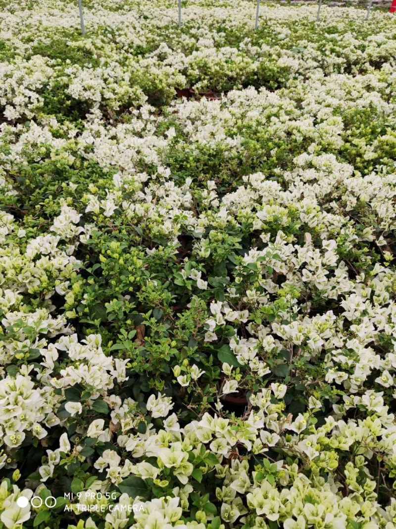 三角梅盆栽花苗浓香花卉阳台庭院四季开花不断