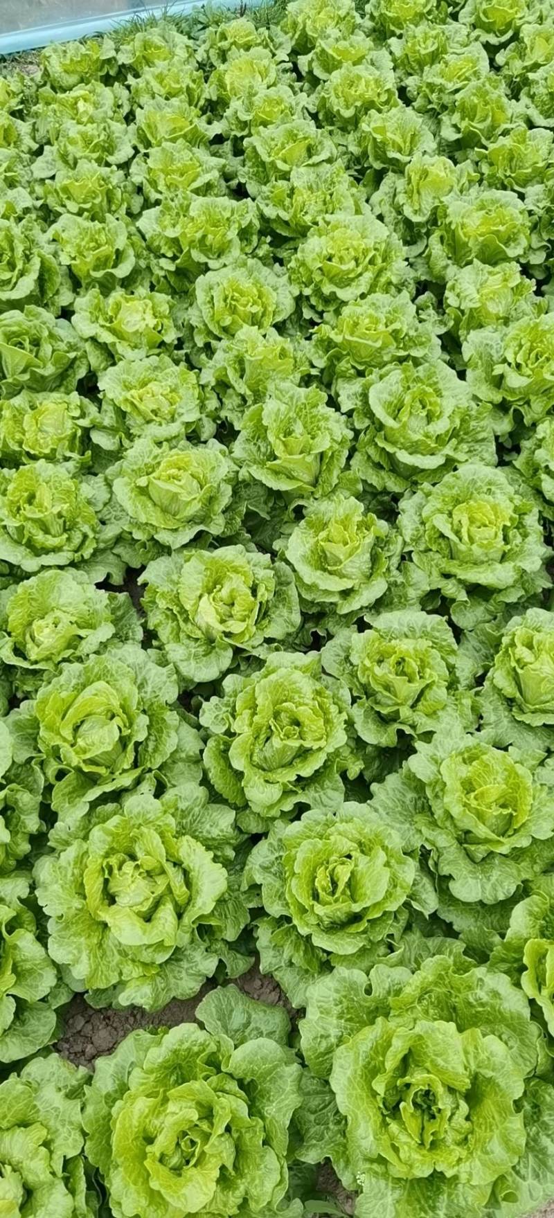 生菜精品意大利生菜大量上市一手货源质量有保证全国发