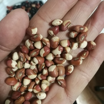 花豇豆！粉豇豆，所有商品不包邮货物需要自提