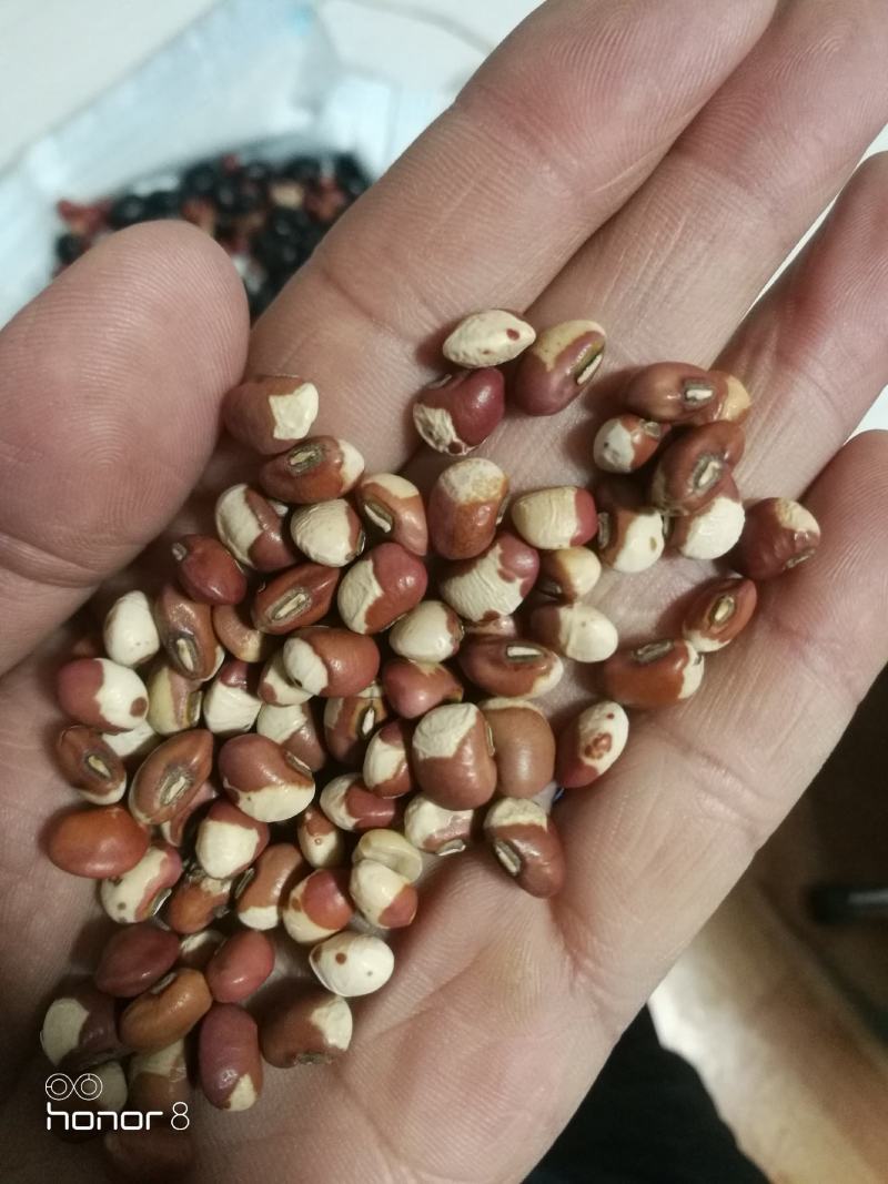花豇豆！粉豇豆，所有商品不包邮货物需要自提