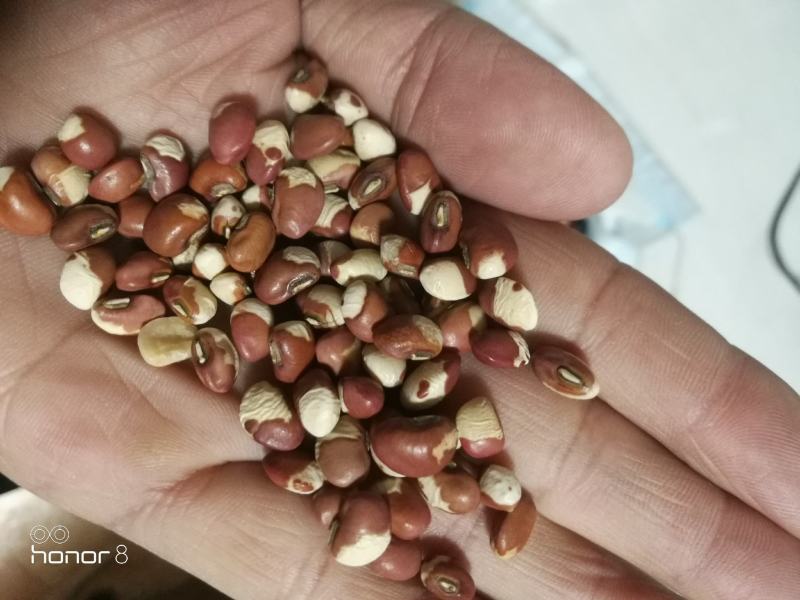 花豇豆！粉豇豆，所有商品不包邮货物需要自提