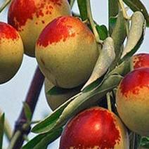 河南基地大量出售伏脆蜜枣树苗品种保证量大从优当年结果