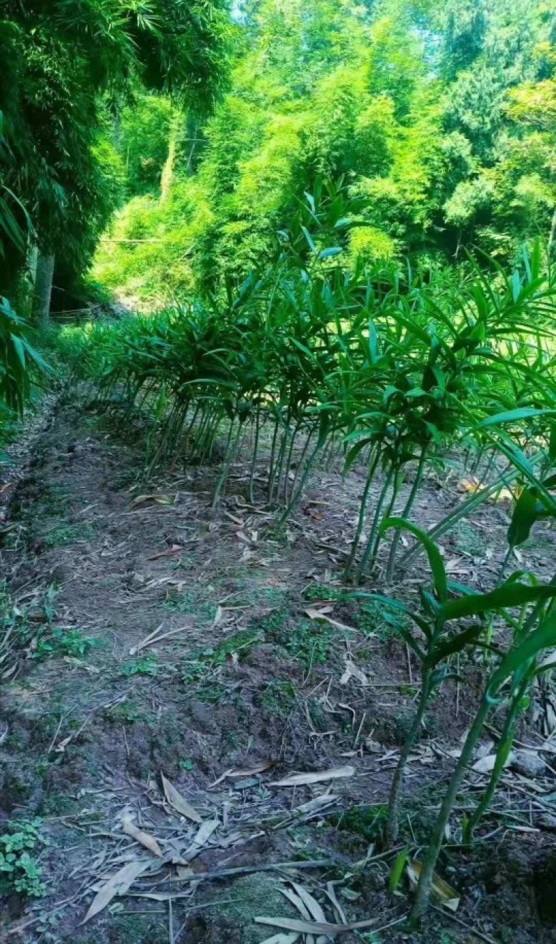 黄精种苗，黄精苗，四川多花姜型不倒苗，黄精种批发，包技术