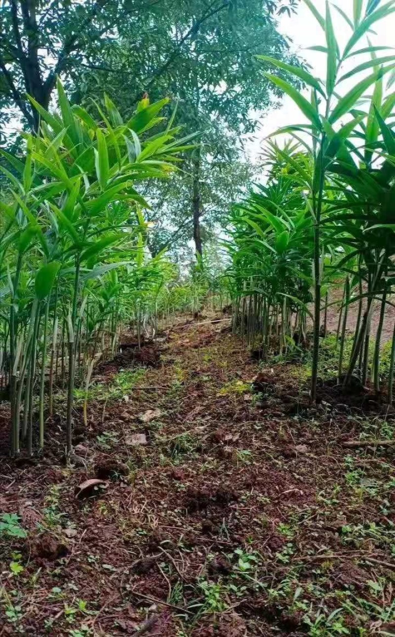黄精种苗，黄精苗，四川多花姜型不倒苗，黄精种批发，包技术