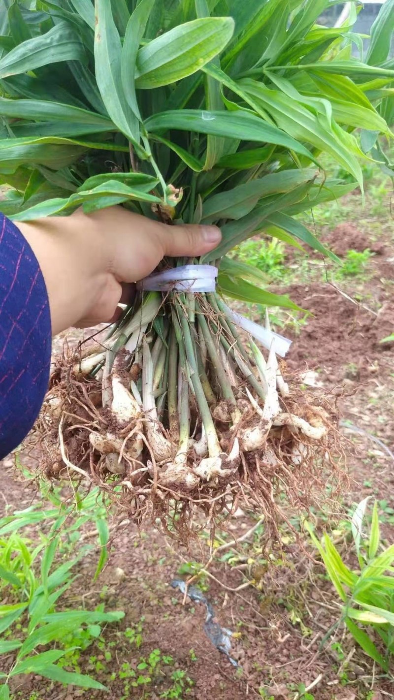黄精种苗，黄精苗，四川多花姜型不倒苗，黄精种批发，包技术