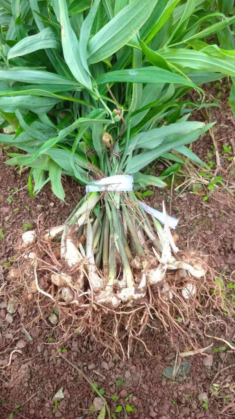 黄精种苗，黄精苗，四川多花姜型不倒苗，黄精种批发，包技术