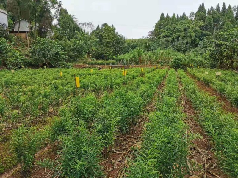 黄精种苗，黄精苗，四川多花姜型不倒苗，黄精种批发，包技术