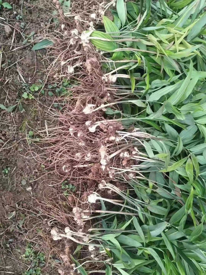 黄精种苗，黄精苗，四川多花姜型不倒苗，黄精种批发，包技术