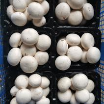 口蘑，双孢菇，白蘑菇精品小包装