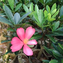 四季观赏绿化红花茶花，盆栽杯苗各种规格苗