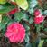 四季观赏绿化红花茶花，盆栽杯苗各种规格苗