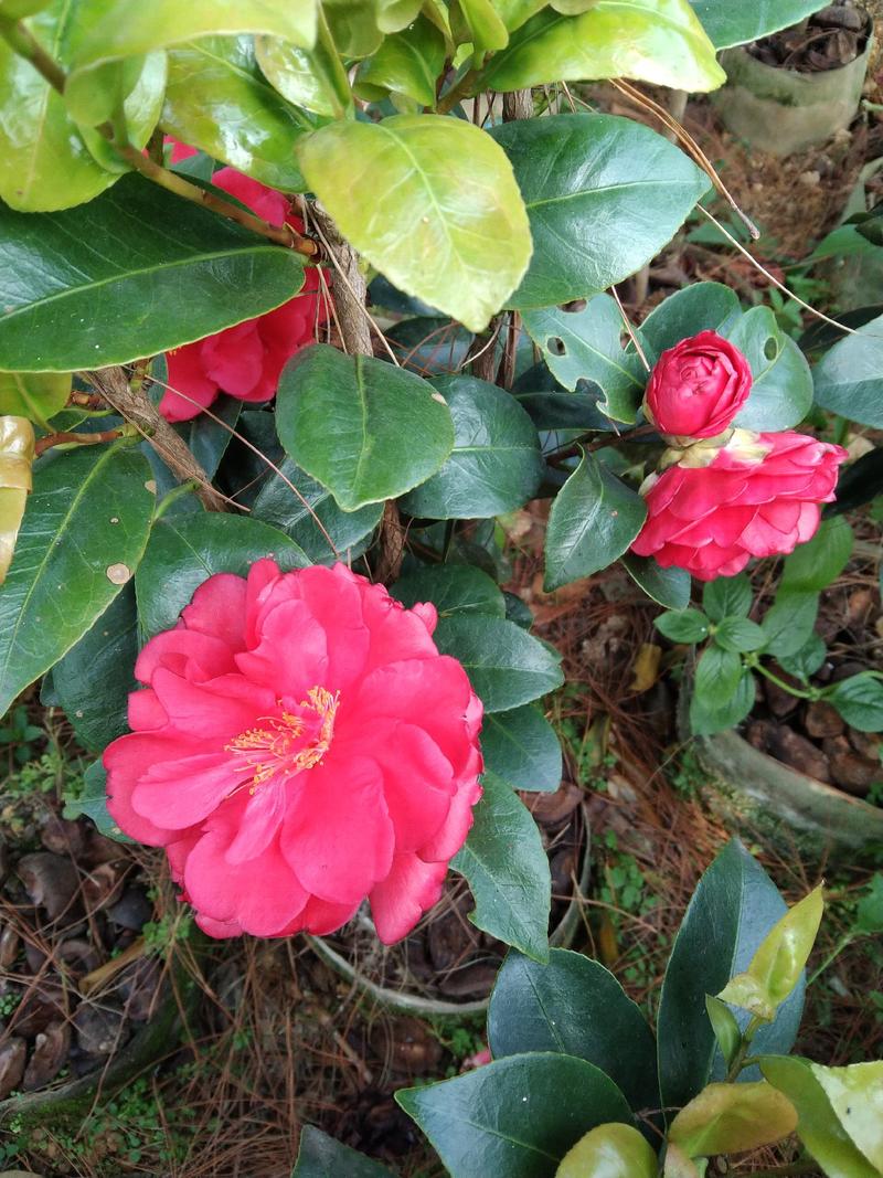 四季观赏绿化红花茶花，盆栽杯苗各种规格苗