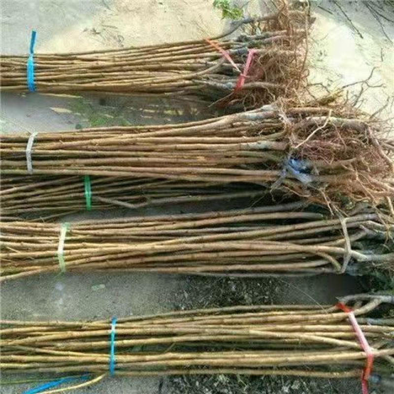 嫁接杏树苗甜杏苗特大巨蜜王杏子苗果树苗当年结果保湿发货