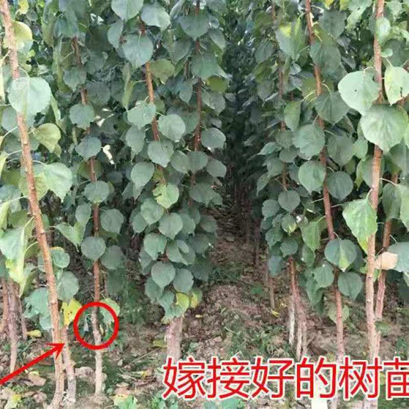 嫁接杏树苗甜杏苗特大巨蜜王杏子苗果树苗当年结果保湿发货