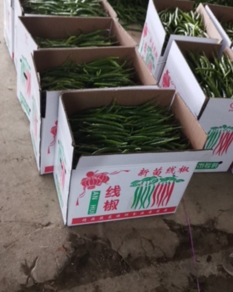 安徽阜南精品线椒万亩基地代发全国质量保证一手货源