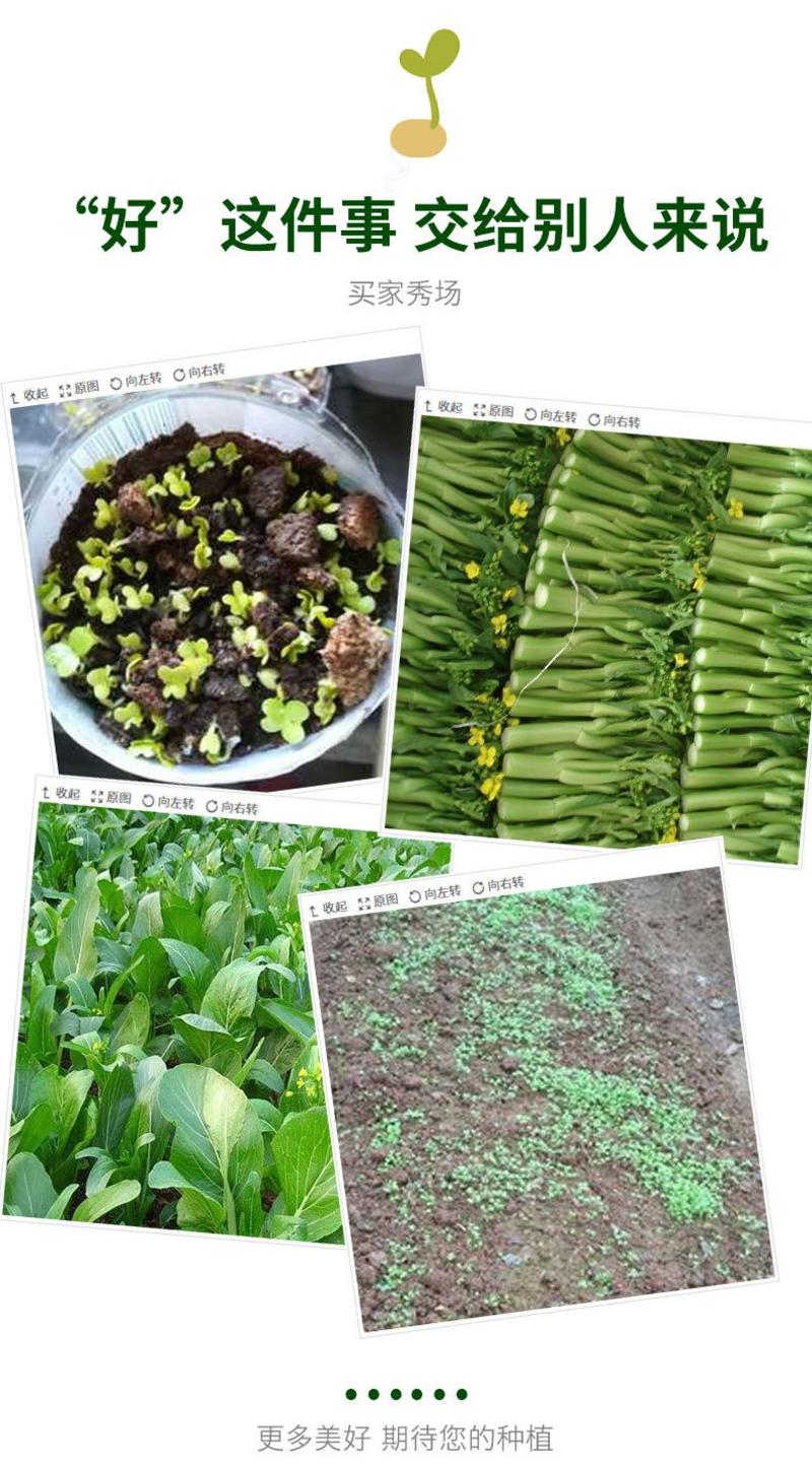 28天四季甜菜心种子盆栽田园春季秋季冬季佳品绿蔬菜苔种子