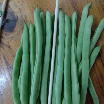 四季豆四季豆新苗精品