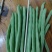 四季豆四季豆新苗精品