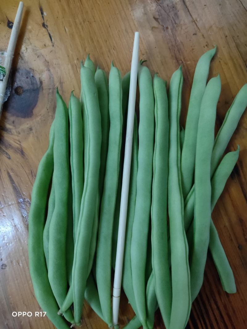四季豆四季豆新苗精品