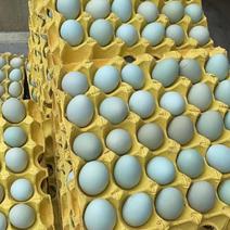 精品绿壳蛋（双色加香）一件420枚39-41斤高温不变色
