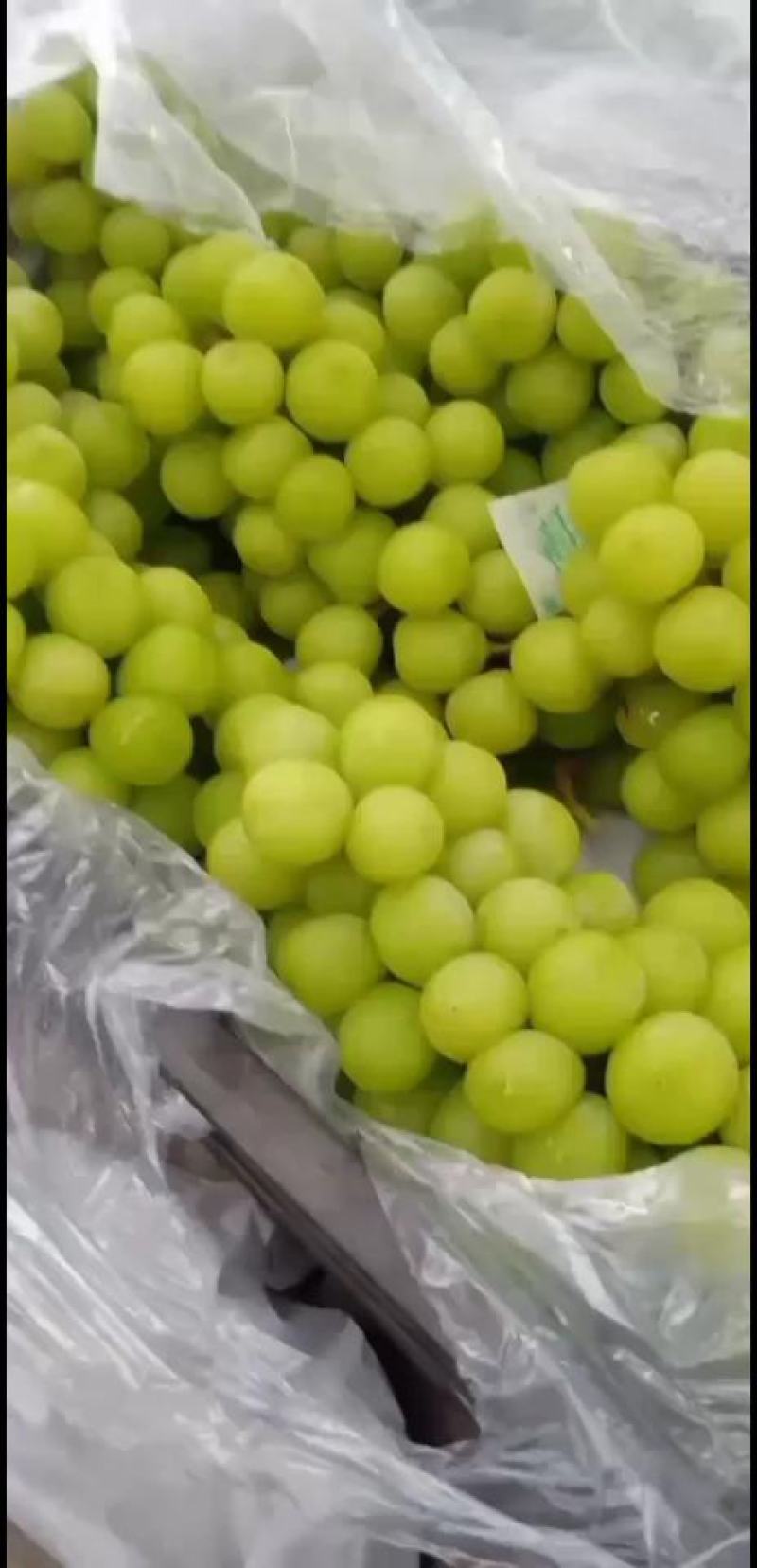 库存精品阳光玫瑰，香印青提，晴王，大量有货。